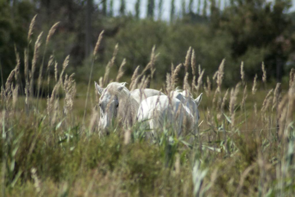Bed and Breakfast Bergerie D'Alivon En Camargue Albaron Exteriér fotografie