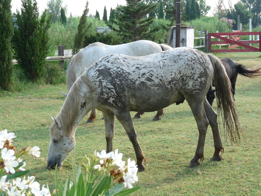 Bed and Breakfast Bergerie D'Alivon En Camargue Albaron Exteriér fotografie