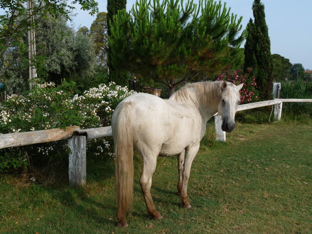 Bed and Breakfast Bergerie D'Alivon En Camargue Albaron Exteriér fotografie